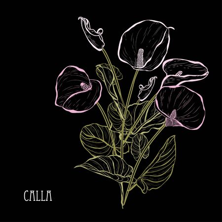 Decorative calla  flowers, design elements. Can be used for cards, invitations, banners, posters, print design. Floral bouquetのイラスト素材