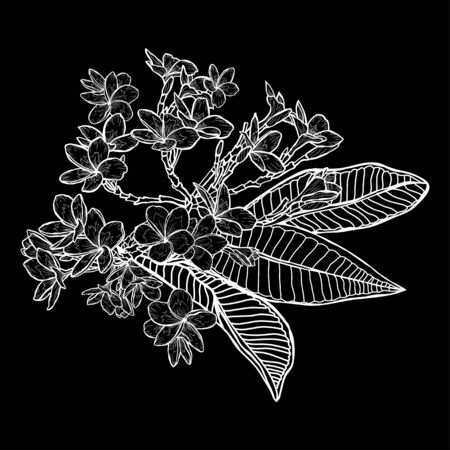 Decorative hand drawn plumeria  flowers, design elements. Can be used for cards, invitations, banners, posters, print design. Floral background in line art styleのイラスト素材