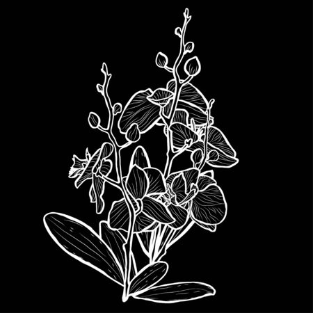 Decorative hand drawn orchid  flowers, design elements. Can be used for cards, invitations, banners, posters, print design. Floral background in line art styleのイラスト素材