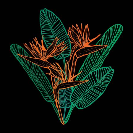 Decorative hand drawn strelitzia  flowers, design elements. Can be used for cards, invitations, banners, posters, print design. Floral background in line art styleのイラスト素材