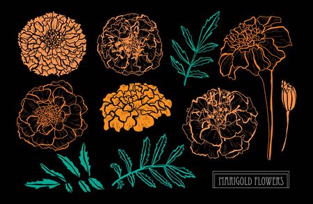 Decorative hand drawn marigold flowers set, design elements. Can be used for cards, invitations, banners, posters, print design. Floral background in line art styleのイラスト素材