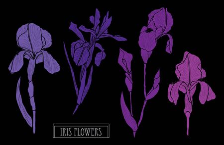 Decorative hand drawn iris flowers set, design elements. Can be used for cards, invitations, banners, posters, print design. Floral background in line art styleのイラスト素材