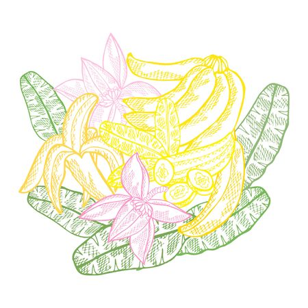 Hand drawn decorative banana fruits, design elements. Can be used for cards, invitations, scrapbooking, print, manufacturing. Food, kitchen themeのイラスト素材