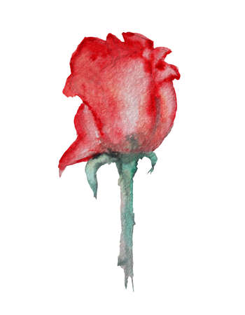 Decorative watercolor rose flower clipart, design element. Can be used for cards, invitations, banners, posters, print design. Watercolor floral backgroundの写真素材