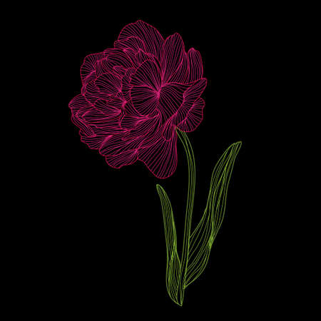 Decorative tulip flower, design element. Can be used for cards, invitations, banners, posters, print design. Floral background in line art styleのイラスト素材