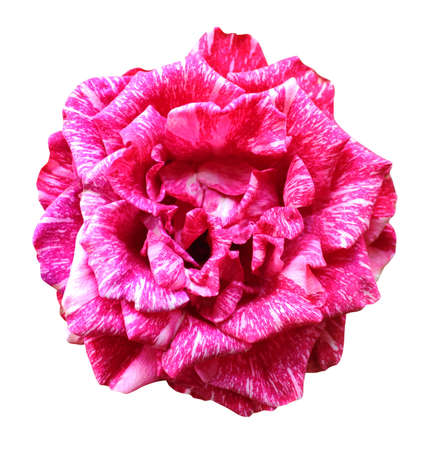 Beautiful pink rose flower isolated on white background. Natural floral background. Floral design elementの写真素材