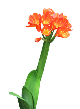 Beautiful clivia flowers isolated on white background. Natural floral background. Floral design...