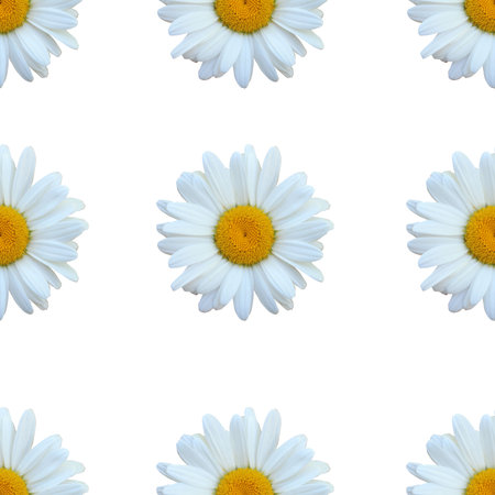 Elegant seamless pattern with chamomile flowers, design elements. Floral pattern for invitations, greeting cards, scrapbooking, print, gift wrap, manufacturing, textileの写真素材