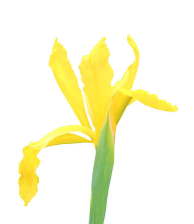 Beautiful yellow iris flower isolated on white background. Natural floral background. Floral design...