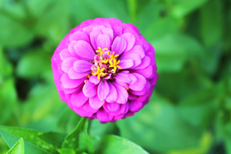 Beautiful pink zinnia flower in the garden. Natural floral background. Floral background. Summer, spring flowersの写真素材