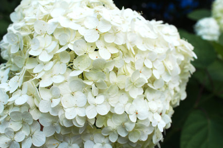 Beautiful white hydrangea flowers in the garden. Natural floral background. Floral background....