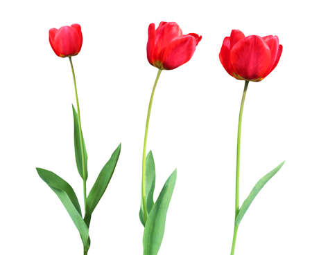 Beautiful red tulip flowers isolated on white background. Natural floral background. Floral design elements. Spring, summer flowersの写真素材