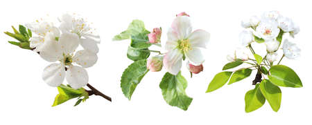 Beautiful sakura cherry blossom flowers isolated on white background. Natural floral background. Floral design elements. Spring, summer flowersの写真素材