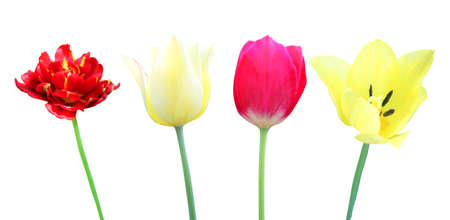 Beautiful red, pink and yellow tulip flowers isolated on white background. Natural floral background. Floral design elements. Spring, summer flowersの写真素材
