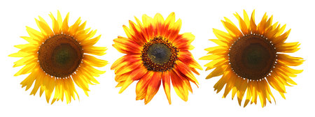 Beautiful sunflowers isolated on white background. Natural floral background. Floral design elements. Spring, summer flowersの写真素材