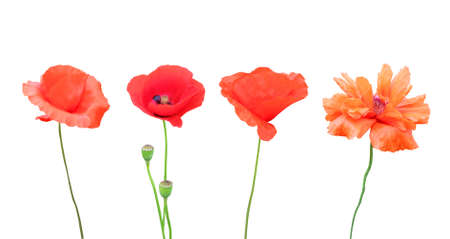 Beautiful red and orange poppy flowers isolated on white background. Natural floral background. Floral design elements. Spring, summer flowersの写真素材