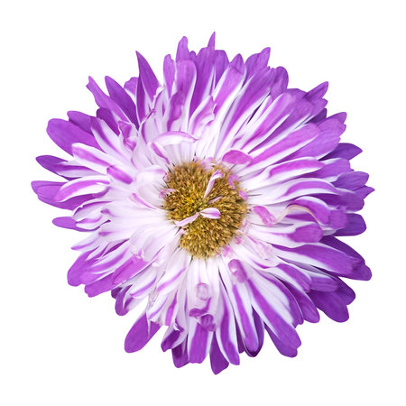 Beautiful violet aster flower isolated on white background. Natural floral background. Floral design elementの写真素材
