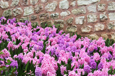 Beautiful violet hyacinth flowers in the spring, summer garden. Natural floral backgroundの写真素材