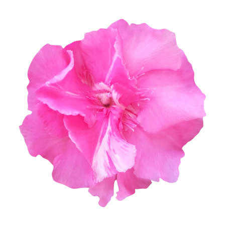 Beautiful pink oleander flower isolated on white background. Natural floral background. Floral...