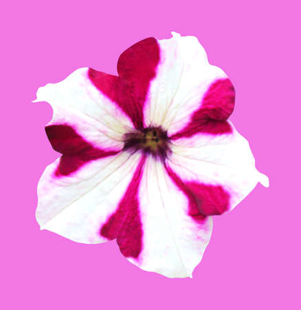 Beautiful white pink petunia flower isolated on white background. Natural floral background. Floral design elementの写真素材