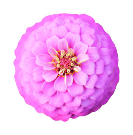 Beautiful pink violet zinnia flower isolated on white background. Natural floral background. Floral design elementの写真素材