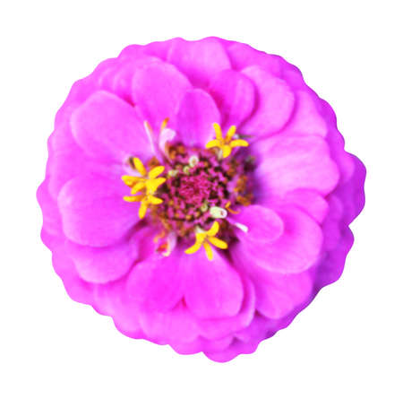Beautiful pink violet zinnia flower isolated on white background. Natural floral background. Floral design elementの写真素材
