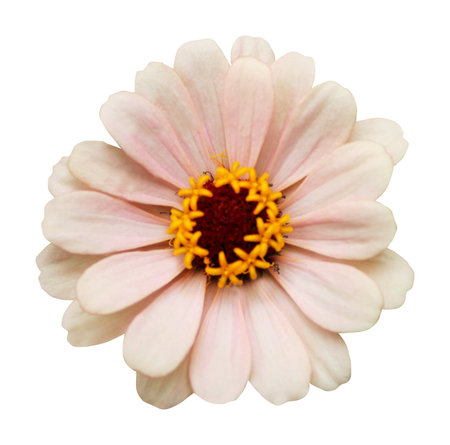 Beautiful pastel white pink zinnia flower isolated on white background. Natural floral background. Floral design elementの写真素材
