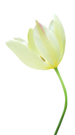 Beautiful yellow tulip flower isolated on white background. Natural floral background. Floral design elementの写真素材