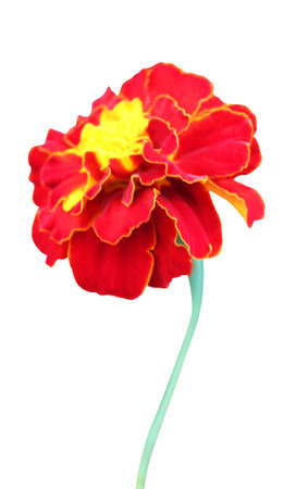 Beautiful marigold flower isolated on white background. Natural floral background. Floral design elementの写真素材