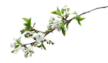 Beautiful sakura, cherry blossom flowers isolated on white background. Natural floral background. Floral design elementの写真素材