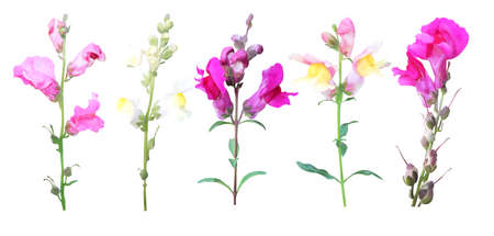Beautiful snapdragon, dragon flowers set isolated on white background. Natural floral background. Floral design elementの写真素材