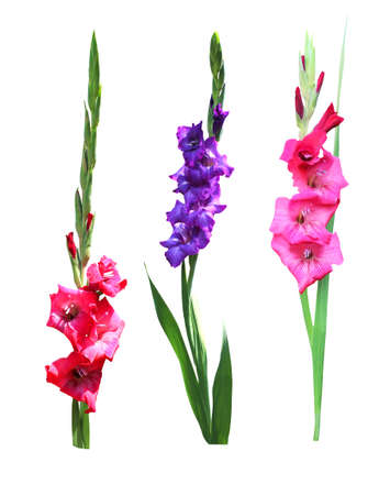 Beautiful gladiolus flowers set isolated on white background. Natural floral background. Floral design elementの写真素材