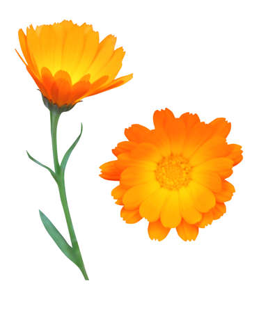 Beautiful calendula flowers set isolated on white background. Natural floral background. Floral design elementの写真素材