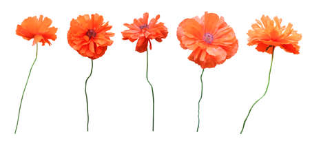 Beautiful orange poppy flowers isolated on white background. Natural floral background. Floral design elementの写真素材
