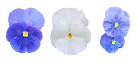 Beautiful white and blue pansy, viola flowers set isolated on white background. Natural floral background. Floral design elementの写真素材