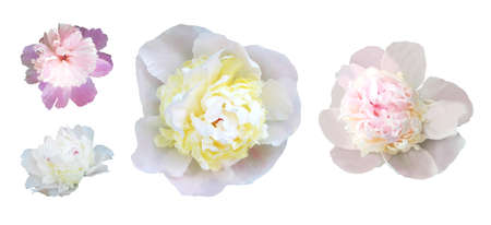 Beautiful pastel pink and white peony flowers isolated on white background. Natural floral background. Floral design elementの写真素材