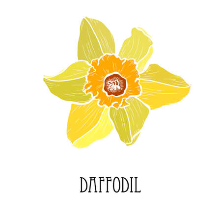 Decorative hand drawn daffodil, narcissus flower, design element. Can be used for cards, invitations, banners, posters, print design. Floral backgroundのイラスト素材