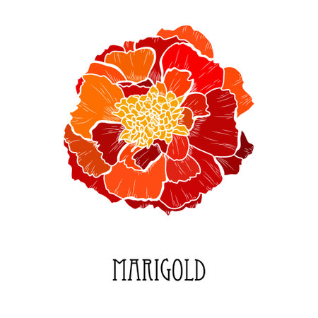 Decorative hand drawn marigold flower, design element. Can be used for cards, invitations, banners, posters, print design. Floral backgroundのイラスト素材