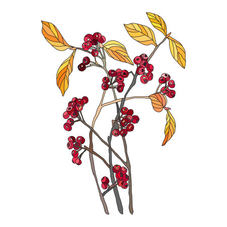 Decorative hand drawn red chokeberry, design element. Can be used for cards, invitations, banners, posters, print design.Berry background in line art styleのイラスト素材