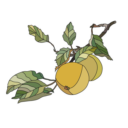 Decorative hand drawn apples, design elements. Can be used for cards, invitations, banners, posters, print design. Fruit background in line art styleのイラスト素材