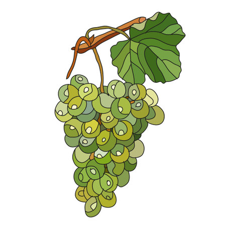 Decorative hand drawn grapes, design elements. Can be used for cards, invitations, banners, posters, print design. Fruit background in line art styleのイラスト素材