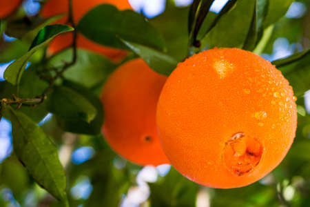Homegrown navel oranges in Californiaの写真素材