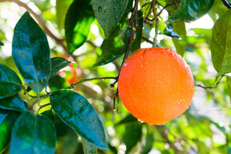 Homegrown navel oranges in California