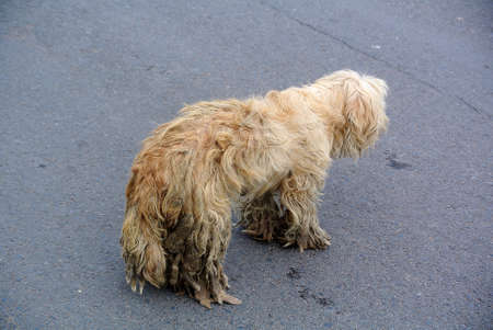 Stray dog looking dirty and lonelyの写真素材