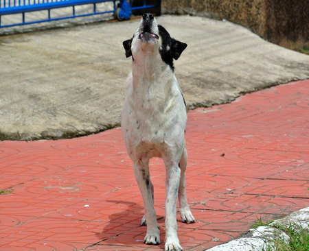 stay dog on the road.の写真素材