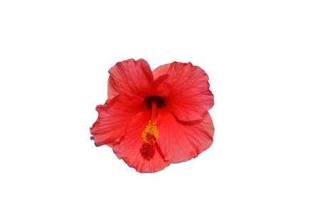 Shoe Flower, Hibiscus, Chaba flower, on isolate white backgroundの写真素材