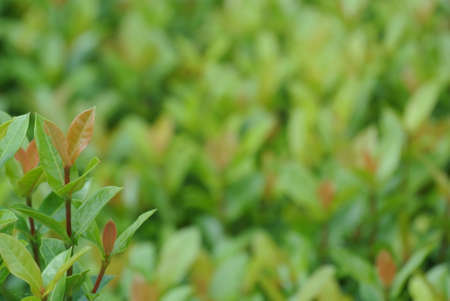 green leaf backgroundの写真素材