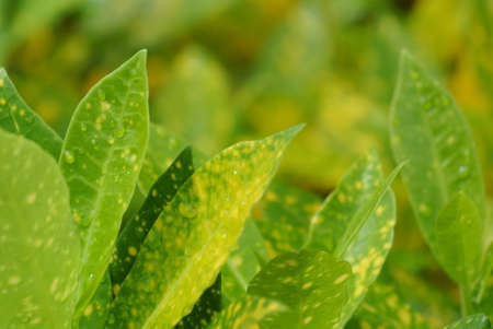 green leaf backgroundの写真素材