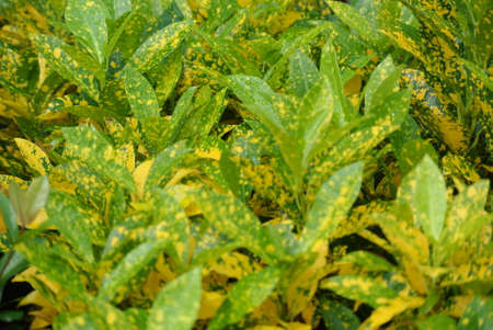 green leaf backgroundの写真素材