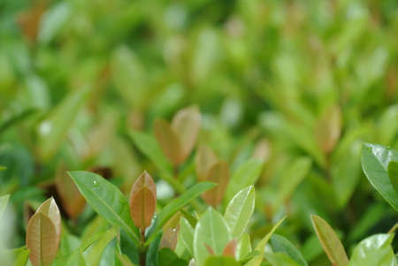 green leaf backgroundの写真素材